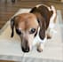 be your expert dog ugc creator for high converting video ads