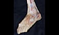 teach you anatomy spotters using real cadaveric images