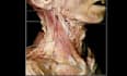 teach you anatomy spotters using real cadaveric images