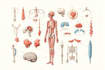 do professional medical and illustrations art for you