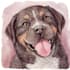 create a custom watercolor pet portrait