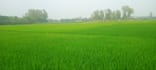 do agriculture data entry and excel reporting