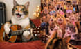 create an ai cinematic pet video that stops the scroll
