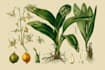 create elegant vintage botanical illustrations for books packaging and wall art