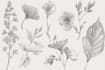 do best botanical line art illustration