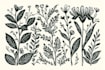 illustrate botanical and linocut vector art