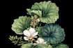 design best botanical illustration