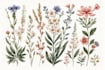 make custom floral and botanical artwork