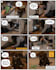 create a funny custom comic strip starring your pet