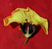 plant identification and carbon stock analysis