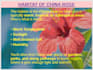 design professional scientific and research presentations