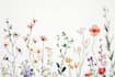 drawn botanical illustration, flower, plant