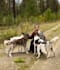 analyze dog group behavior and provide management solutions
