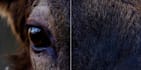 do professional visual effect editing