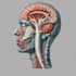 do medical and scientific illustrations