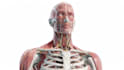 draw a surgical procedure or anatomical illustration