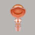 do winner professional medical and exercise illustrations