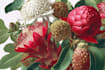 illustrate best botanical illustration