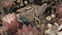 draw animal and botanical illustrations