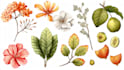 illustrate best botanical illustration