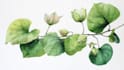 create a botanical watercolor illustration