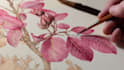 illustrate best botanical illustration