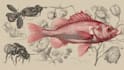 do medical and scientific illustrations