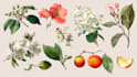 illustrate best botanical illustration