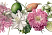 illustrate best botanical illustration