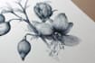 illustrate best botanical illustration
