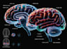 create medical illustration and diagram
