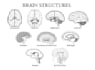 draw detailed medical illustrations