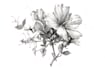 illustrate best botanical illustration