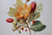 illustrate best botanical illustration