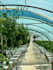 design your greenhouse and hydroponic growing project