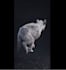 create 3d animal creature, animal character, 3d rigging, 3d printing