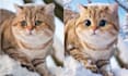 create a custom 3d cartoon pet portrait from your photo