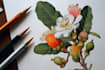 illustrate best botanical illustration