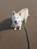 create pet content for social media and ads