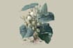 draw highly detailed line art and botanical illustrations