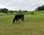 provide original nature and outdoor stock footage