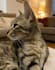 create a ugc video feauturing my cat
