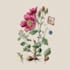 do a botanical illustration