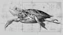 do medical and scientific illustrations