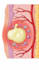 create realistic 3d medical animation