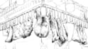 do creative drawing line art