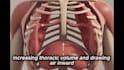 create 3d respiratory system and anatomy medical animation
