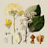 do a botanical illustration art