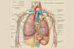 draw detailed medical illustrations