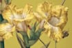 create detailed botanical line art engraving sketch